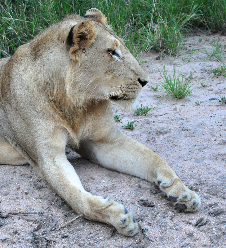 Melanie Heinrich - travel images - Lion Sands Private game reserver Hazyview